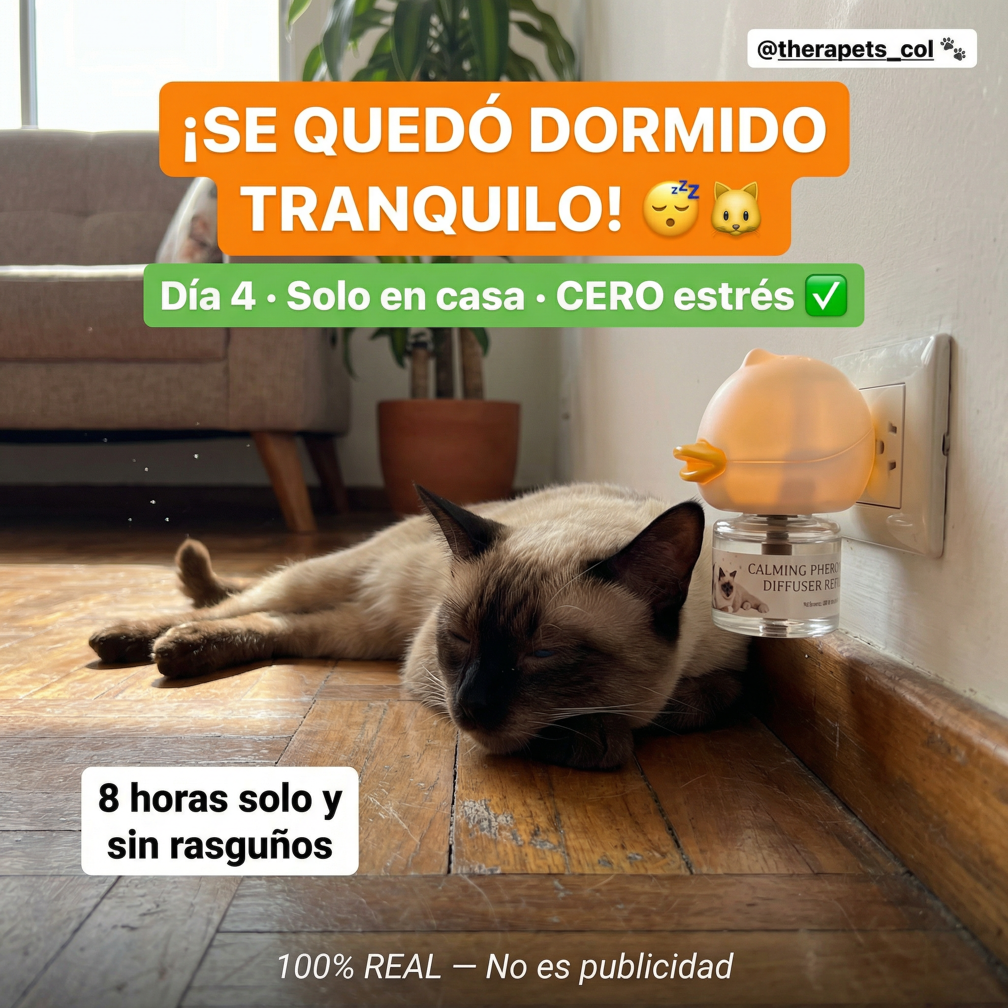 THERA CATS A3